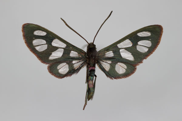 /filer/webapps/moths/media/images/D/dilateralis_Amata_A_BMNH.jpg