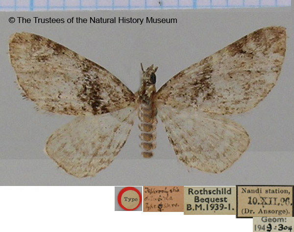 /filer/webapps/moths/media/images/D/dilucida_Tephroclystia_HT_BMNH.jpg
