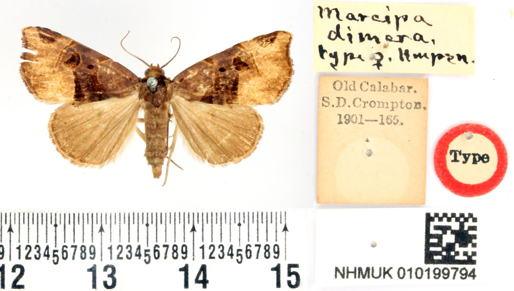 /filer/webapps/moths/media/images/D/dimera_Marcipa_HT_BMNH.jpg