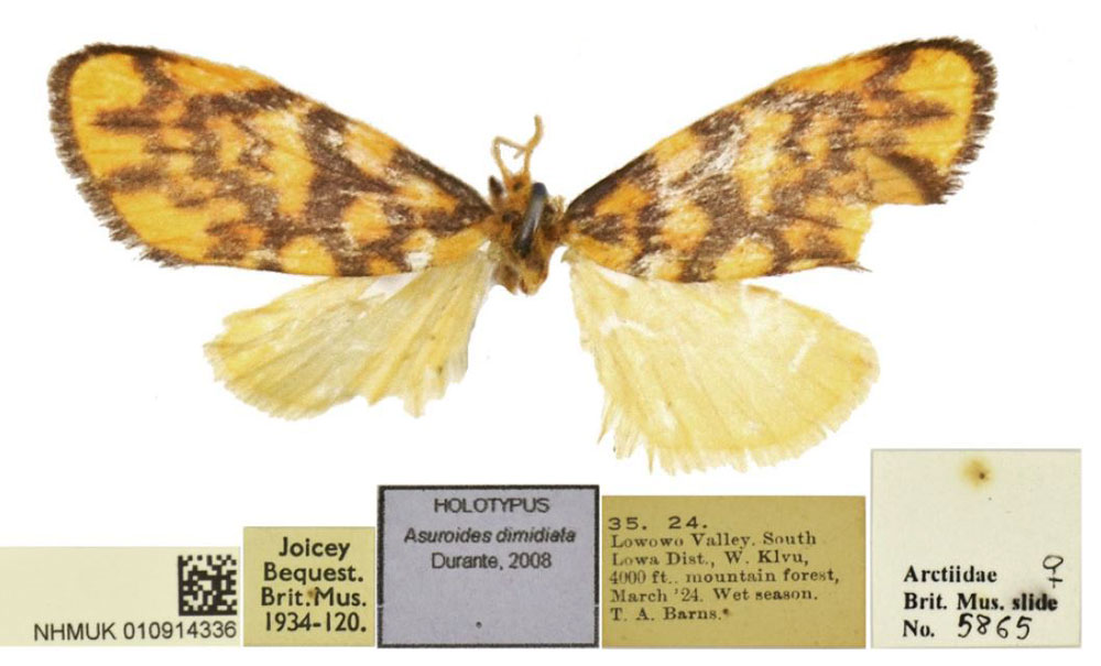 /filer/webapps/moths/media/images/D/dimidiata_Asuroides_HT_BMNH.jpg