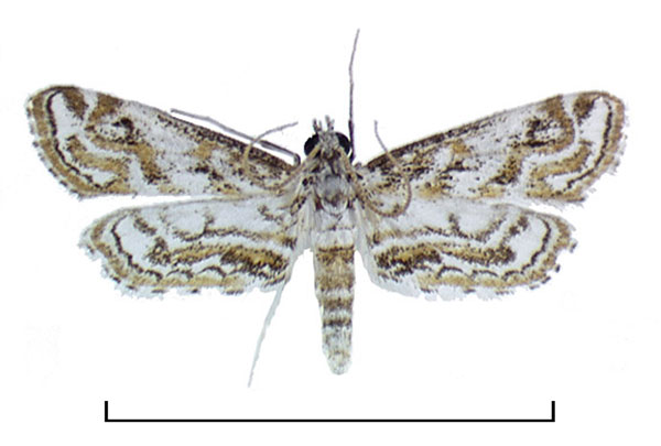 /filer/webapps/moths/media/images/D/diminutalis_Parapoynx_AM_BMNH.jpg