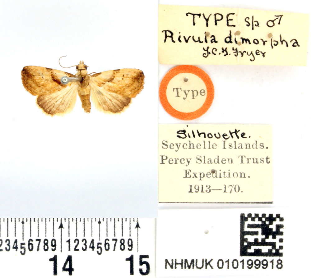 /filer/webapps/moths/media/images/D/dimorpha_Rivula_STM_BMNH.jpg