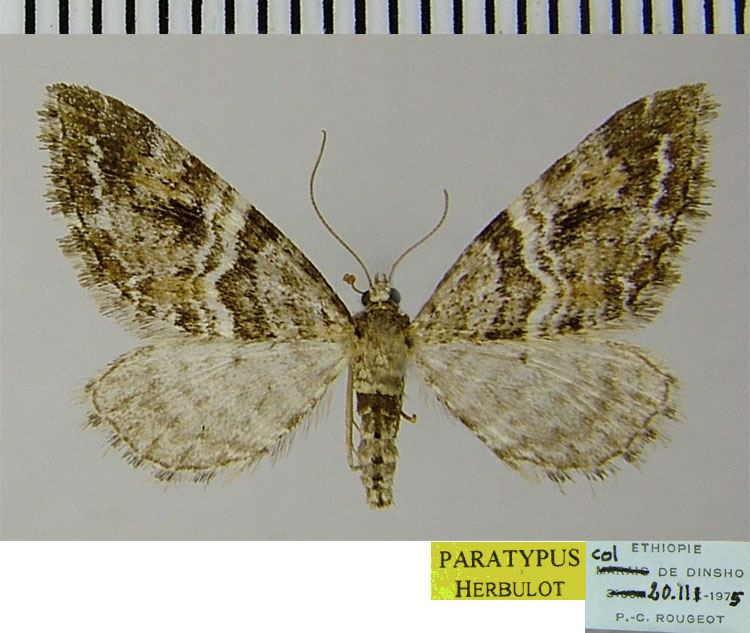 /filer/webapps/moths/media/images/D/dinshoensis_Eupithecia_PTF_ZSM.jpg
