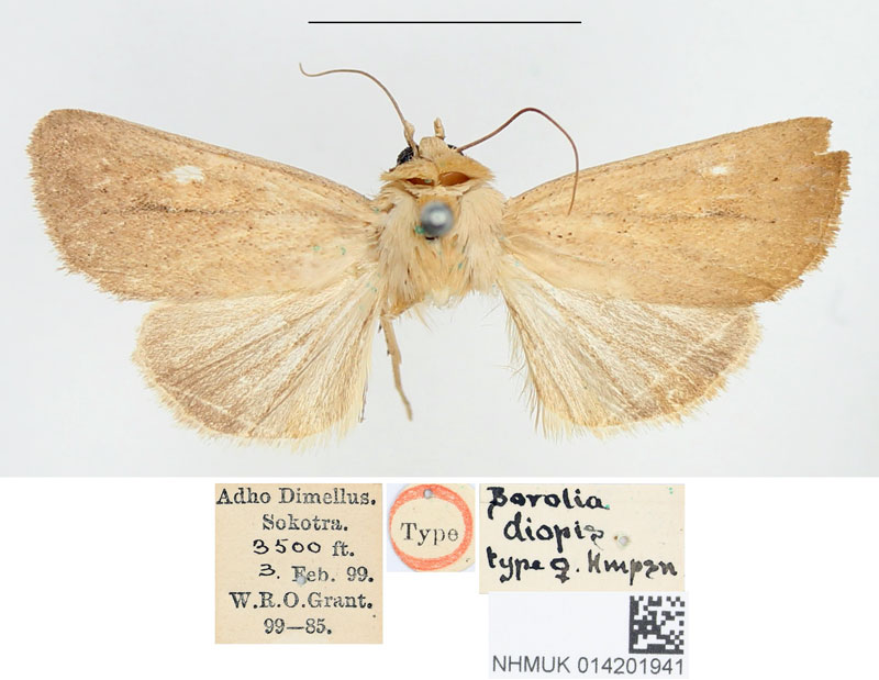 /filer/webapps/moths/media/images/D/diopis_Borolia_HT_BMNH.jpg