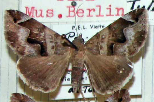 /filer/webapps/moths/media/images/D/diplocyma_Dysgonia_AM_MNHN.jpg
