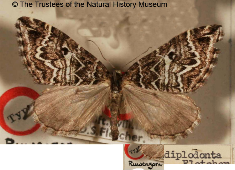 /filer/webapps/moths/media/images/D/diplodonta_Haplolabida_HT_BMNH.jpg