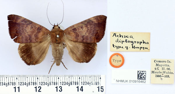 /filer/webapps/moths/media/images/D/diplographa_Achaea_HT_BMNH.jpg