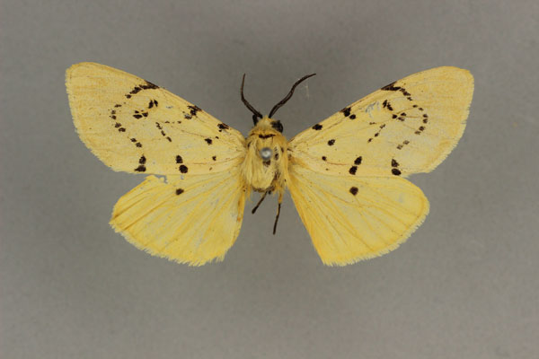 /filer/webapps/moths/media/images/D/diplosticta_Eyralpenus_HT_BMNH.jpg