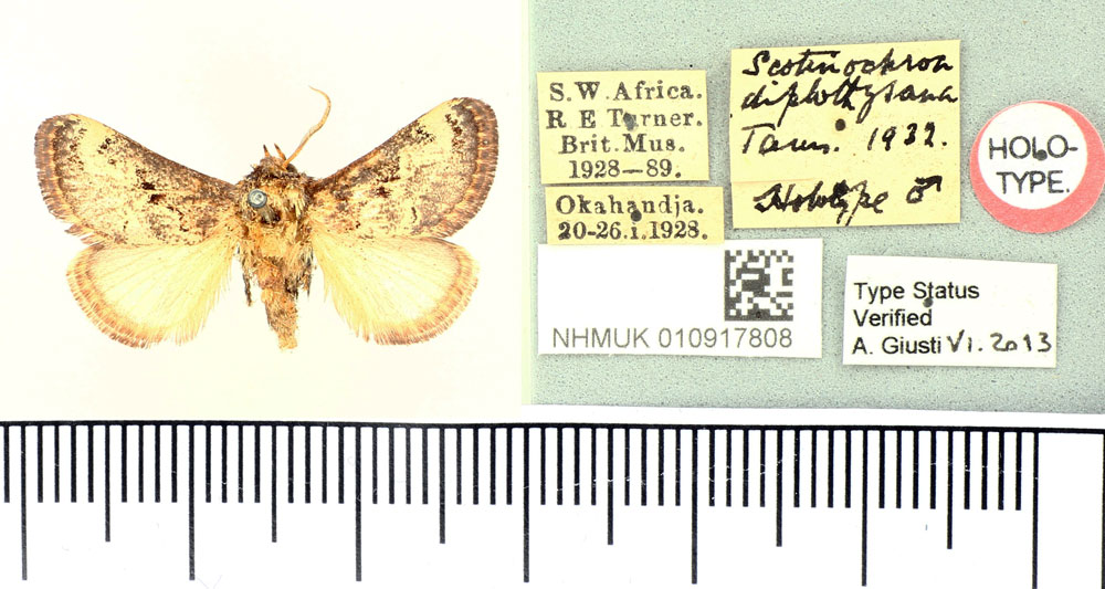 /filer/webapps/moths/media/images/D/diplothysana_Scotinochroa_HT_BMNH.jpg
