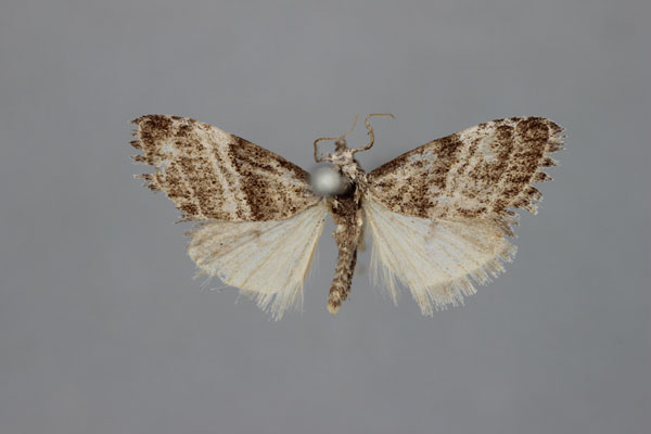 /filer/webapps/moths/media/images/D/diplozona_Meganola_HT_BMNH.jpg