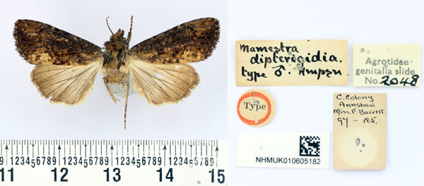 /filer/webapps/moths/media/images/D/dipterigidia_Mamestra_HT_BMNH.jpg