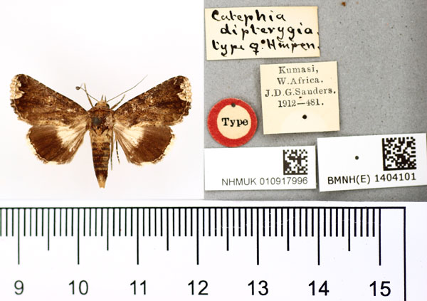 /filer/webapps/moths/media/images/D/dipterygia_Catephia_HT_BMNH.jpg