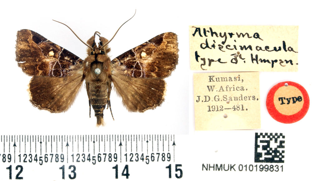 /filer/webapps/moths/media/images/D/discimacula_Athyrma_HT_BMNH.jpg
