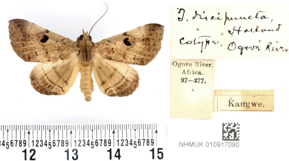 /filer/webapps/moths/media/images/D/discipuncta_Thermesia_PTF_BMNH.jpg