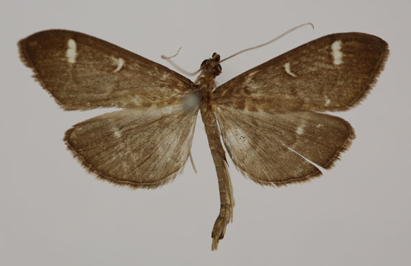 /filer/webapps/moths/media/images/D/disciselenalis_Syllepte_HT_BMNH.jpg