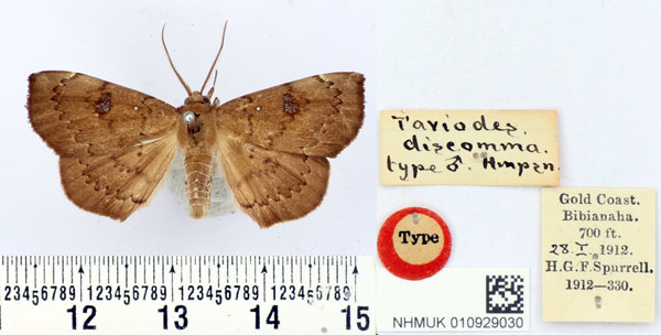 /filer/webapps/moths/media/images/D/discomma_Taviodes_HT_BMNH.jpg