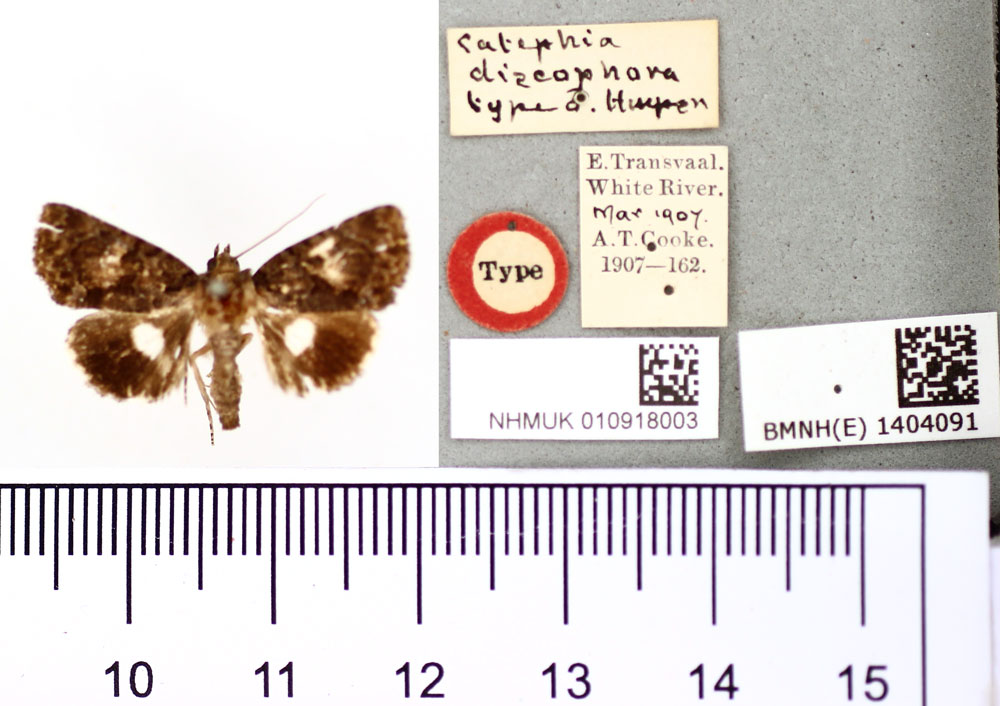 /filer/webapps/moths/media/images/D/discophora_Catephia_HT_BMNH.jpg