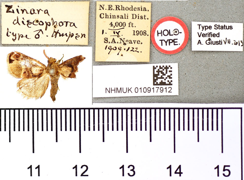 /filer/webapps/moths/media/images/D/discophora_Zinara_HT_BMNH.jpg