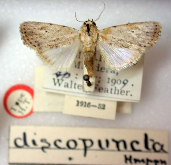 /filer/webapps/moths/media/images/D/discopuncta_Athetis_HT_BMNH.jpg