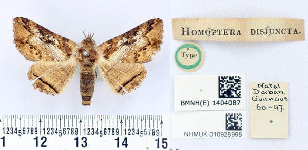 /filer/webapps/moths/media/images/D/disjuncta_Homoptera_HT_BMNH.jpg