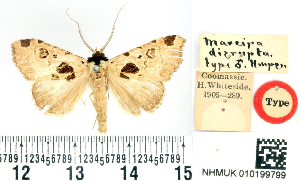 /filer/webapps/moths/media/images/D/disrupta_Marcipa_HT_BMNH.jpg