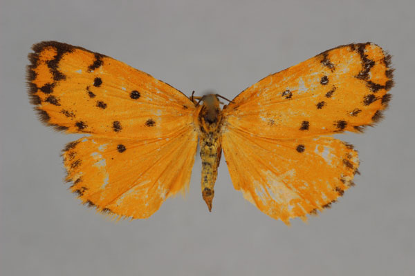 /filer/webapps/moths/media/images/D/dissimilis_Ochrota_HT_BMNH.jpg
