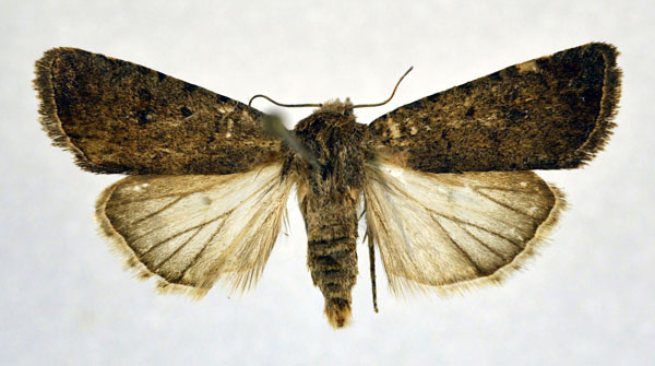 /filer/webapps/moths/media/images/D/dissimulata_Caradrina_A_NHMO_01.jpg