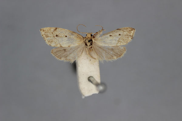/filer/webapps/moths/media/images/D/disticha_Exilisia_HT_BMNH.jpg