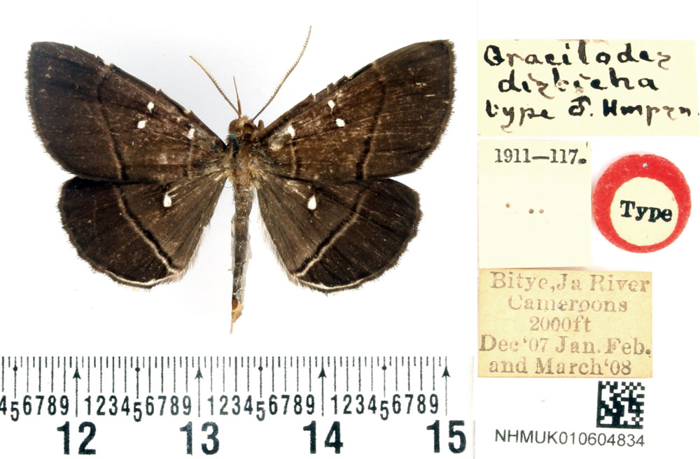 /filer/webapps/moths/media/images/D/disticha_Gracilodes_HT_BMNH.jpg