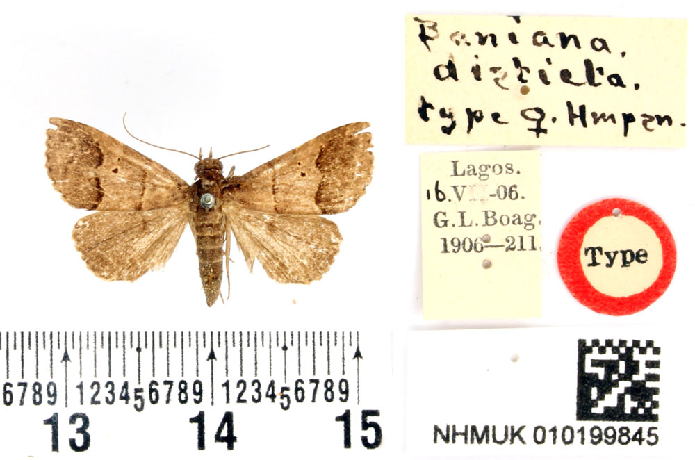/filer/webapps/moths/media/images/D/disticta_Baniana_ST_BMNH.jpg