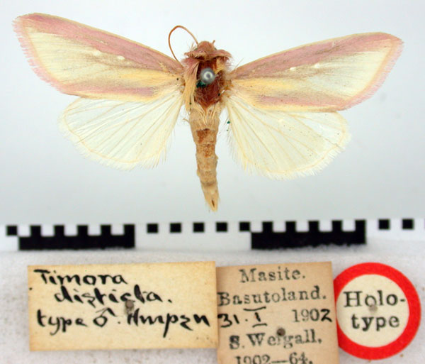 /filer/webapps/moths/media/images/D/disticta_Timora_HT_BMNH.jpg