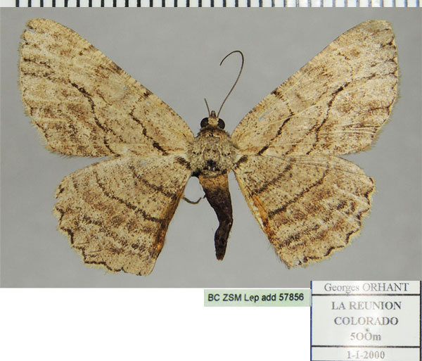 /filer/webapps/moths/media/images/D/distinctaria_Ectropis_AF_ZSMa.jpg