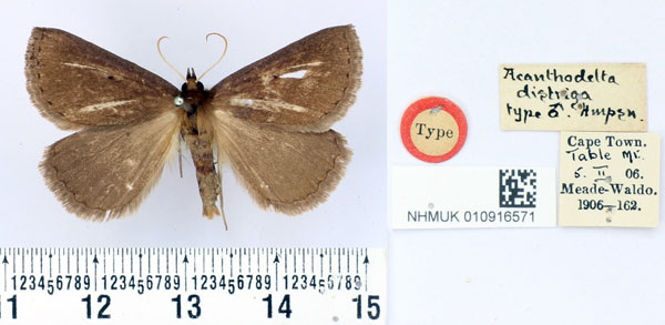/filer/webapps/moths/media/images/D/distriga_Acanthodelta_HT_BMNH.jpg