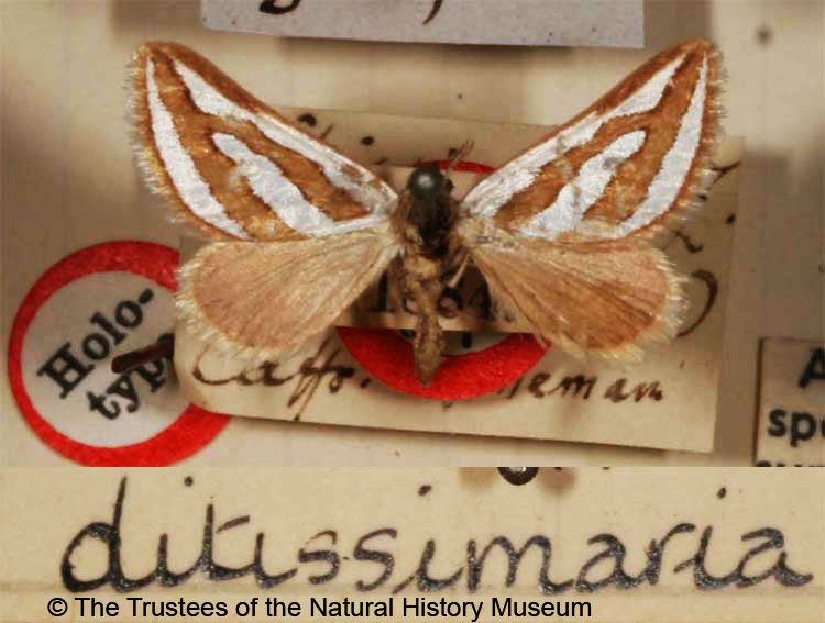 /filer/webapps/moths/media/images/D/ditissimaria_Conchylia_HT_BMNH.jpg