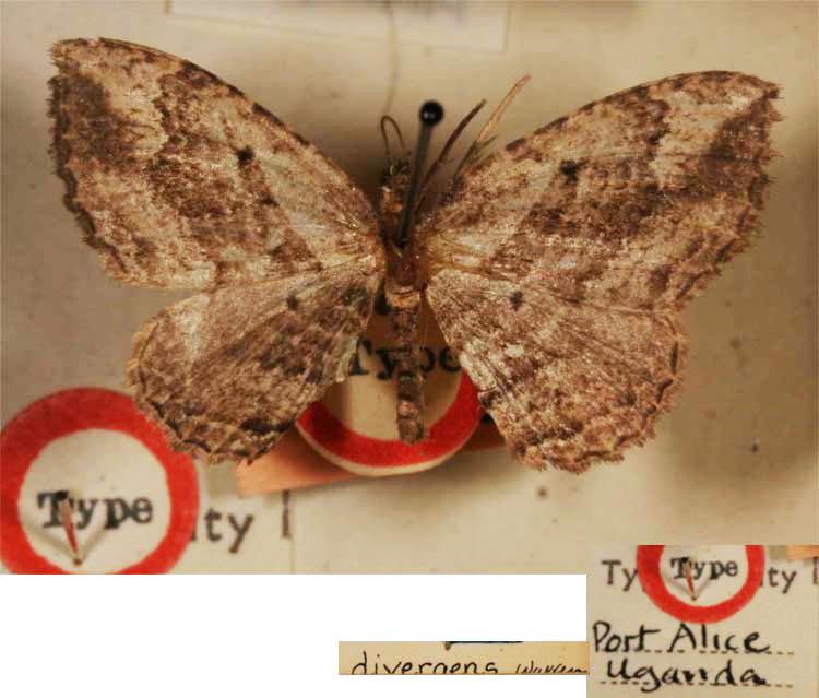 /filer/webapps/moths/media/images/D/divergens_Ansorgia_HT_BMNH.jpg
