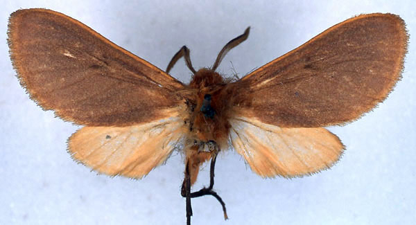 /filer/webapps/moths/media/images/D/diversa_Metarctia_HT_BMNH_01.jpg