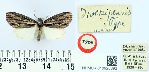 /filer/webapps/moths/media/images/D/diversipennis_Pteronycta_HT_BMNH.jpg
