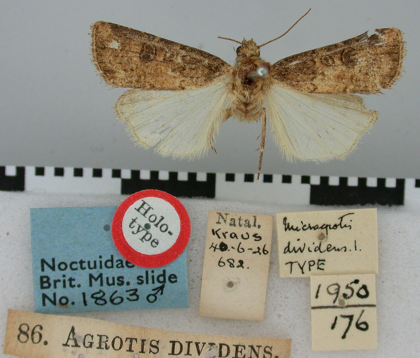 /filer/webapps/moths/media/images/D/dividens_Agrotis_HT_BMNH.jpg