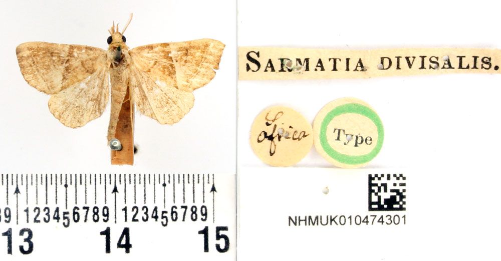 /filer/webapps/moths/media/images/D/divisalis_Sarmatia_HT_BMNH.jpg