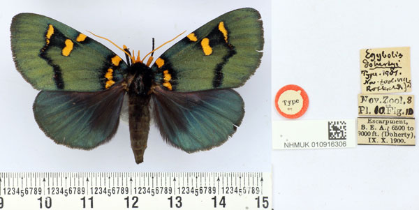/filer/webapps/moths/media/images/D/dohertyi_Egybolis_HT_BMNH.jpg
