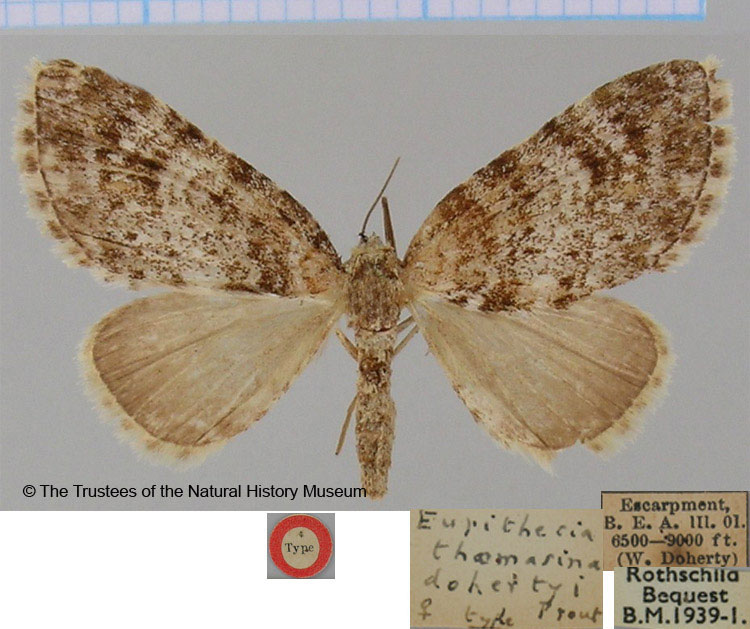 /filer/webapps/moths/media/images/D/dohertyi_Eupithecia_HT_BMNH.jpg