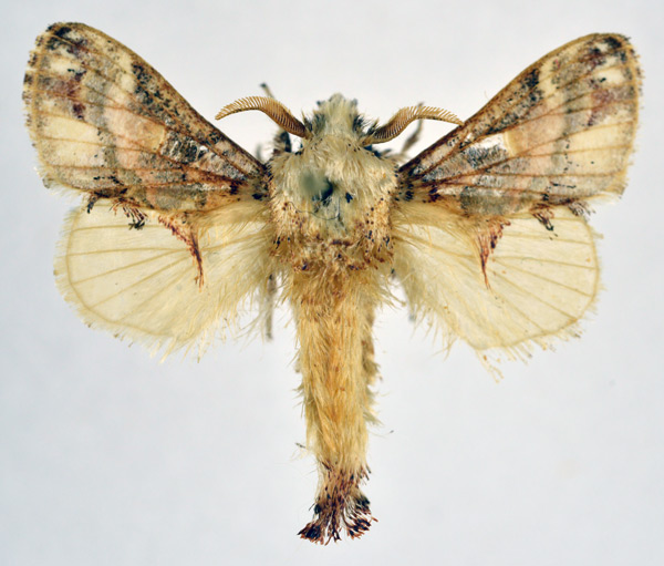 /filer/webapps/moths/media/images/D/dollmani_Odontocheilopteryx_AM_NHMO.jpg
