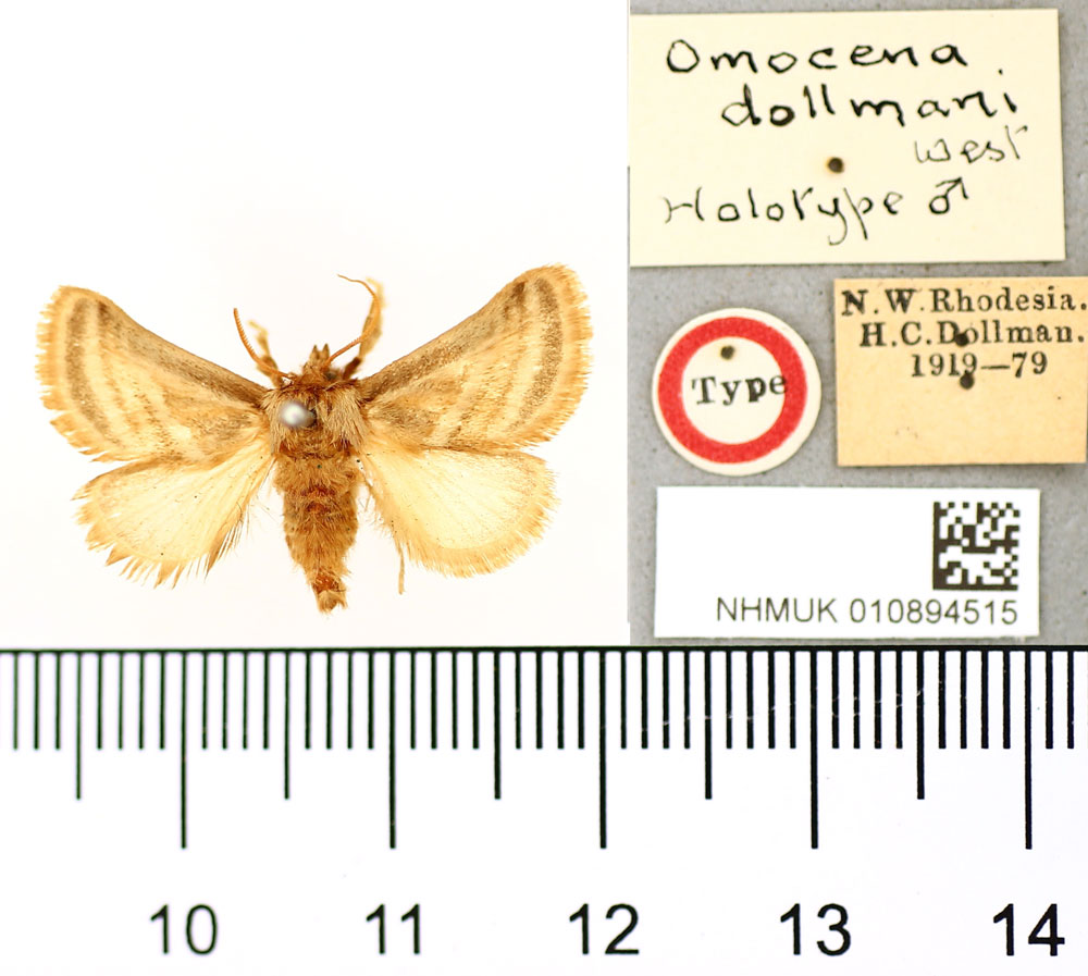 /filer/webapps/moths/media/images/D/dollmani_Omocena_HT_BMNH.jpg