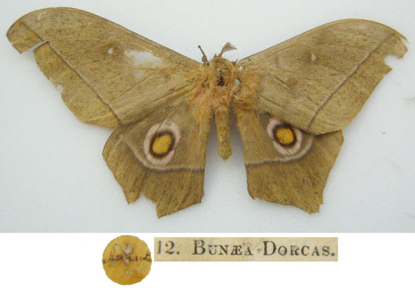 /filer/webapps/moths/media/images/D/dorcas_Bunaea_HT_NHMUKa.jpg