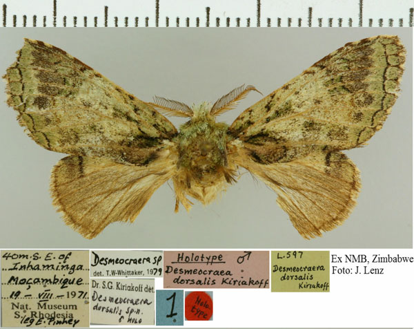/filer/webapps/moths/media/images/D/dorsalis_Desmeocraera_HT_NMB.jpg