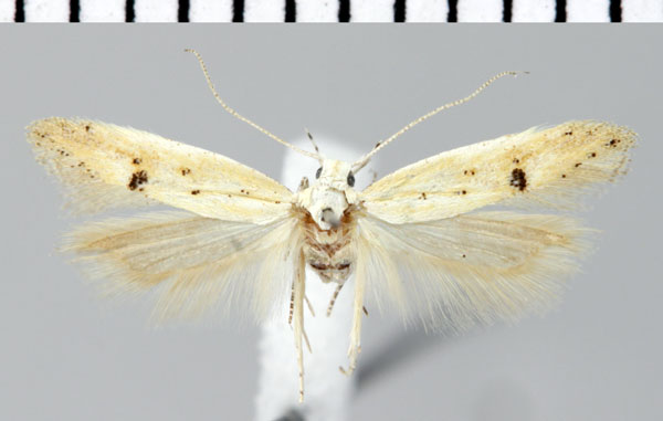 /filer/webapps/moths/media/images/D/dorsimaculata_Athrips_HT_ZMHB.jpg