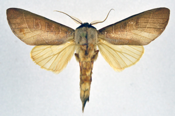 /filer/webapps/moths/media/images/D/dorsimaculata_Tmetopteryx_AM_NHMO_01.jpg