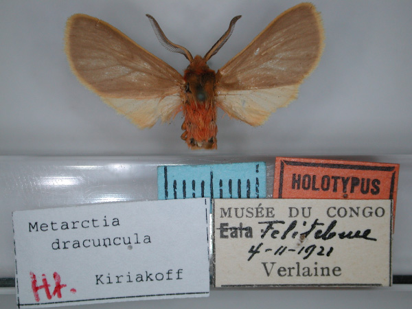/filer/webapps/moths/media/images/D/dracuncula_Metarctia_HT_RMCA_01.jpg