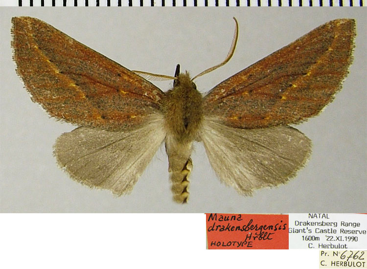 /filer/webapps/moths/media/images/D/drakensbergensis_Mauna_HT_ZSMa.jpg