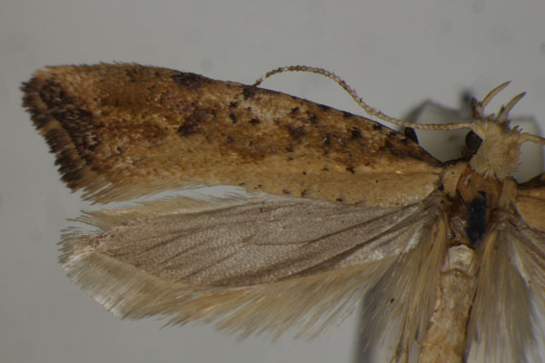 /filer/webapps/moths/media/images/D/dryoxyla_Plutella_HT_BMNH.jpg